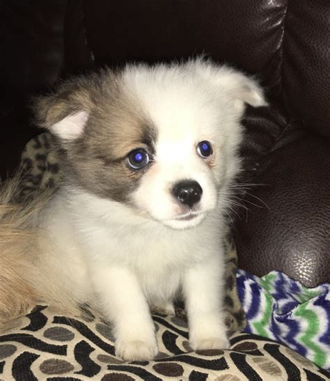 Because all breeding programs are different, you may find dogs <strong>for sale</strong> outside that price range. . Puppies for sale lincoln ne